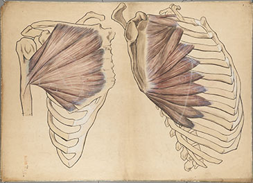 Tokyo University of the Arts - Anatomic