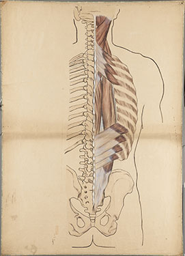 Tokyo University of the Arts - Anatomic